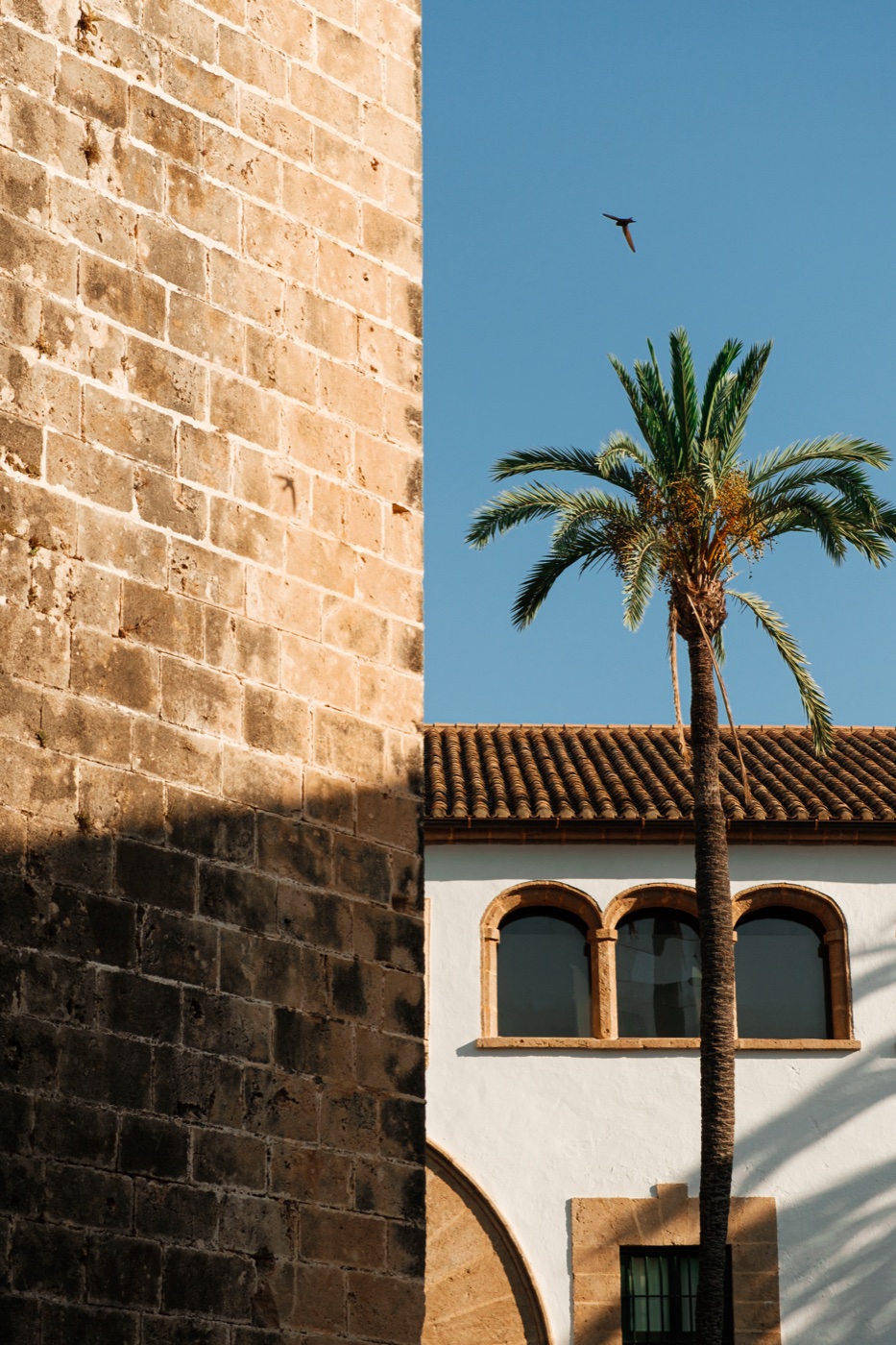 Palm tree and arches — Jávea historic centre